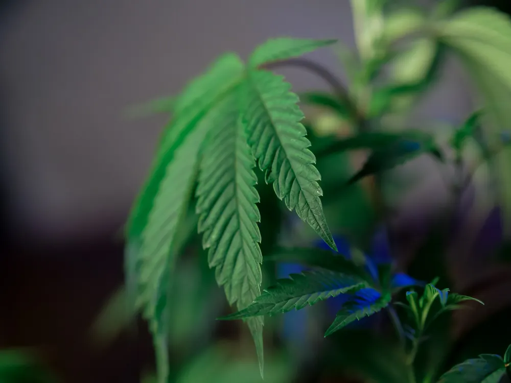 Close-up of green cannabis leaves