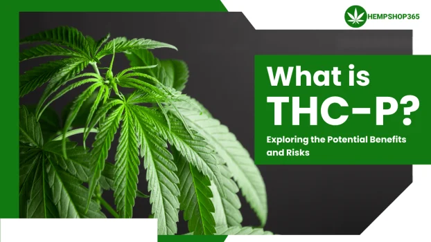 What is THC-P? Exploring the Potential Benefits and Risks