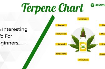 Terpenes Chart: An Interesting Info For Beginners