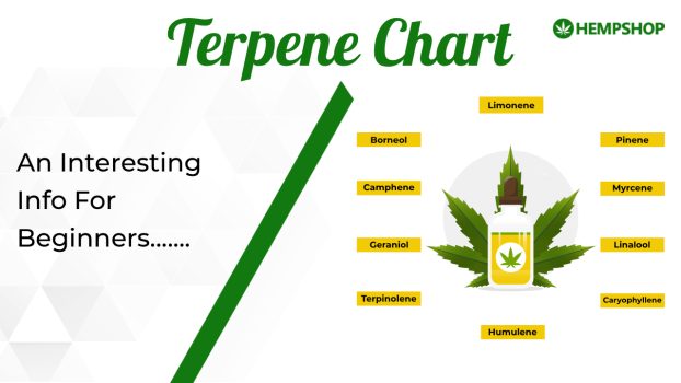 Terpenes Chart: An Interesting Info For Beginners