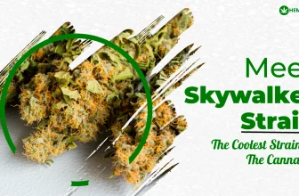 Meet Skywalker Strain: The Coolest Strain in the Cannabis