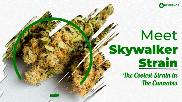 Meet Skywalker Strain: The Coolest Strain in the Cannabis