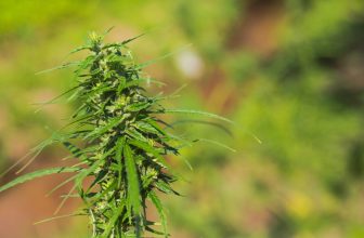 Types of Weed Products available in Vancouver