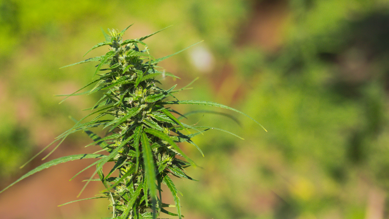 Types of Weed Products available in Vancouver