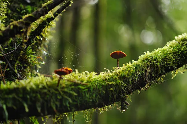 Small brown mushrooms growing on a moss-covered tree branch in a forest