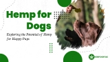 Hemp for Dogs: Exploring the Potential of Hemp for Happy Pups