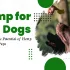 Hemp Oil for Dogs: The Ultimate Guide to the Best Products, Benefits, and Dosage
