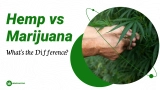Hemp vs Marijuana: What’s the Difference?