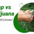 Hemp Seed Oil Capsules: The Hidden Secret to Super-Health and Glowing Skin