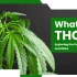 Power Up Your Wellness: Exploring Power CBD Gummies & Their Benefits